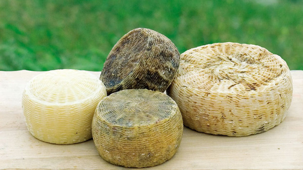 Pecorino